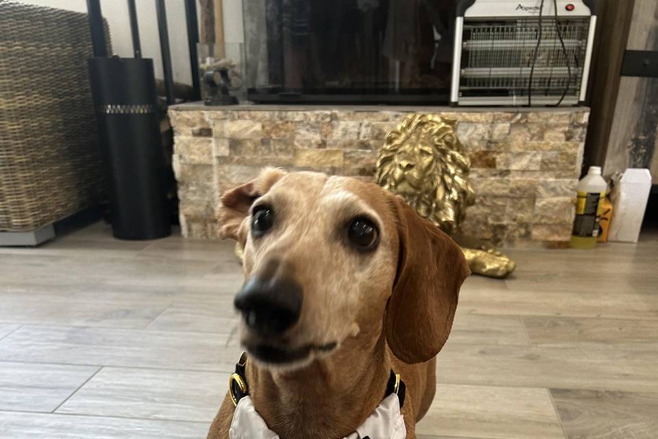 Wedding dog prestataire