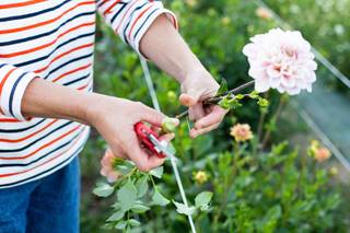 Poppie Ferme Florale