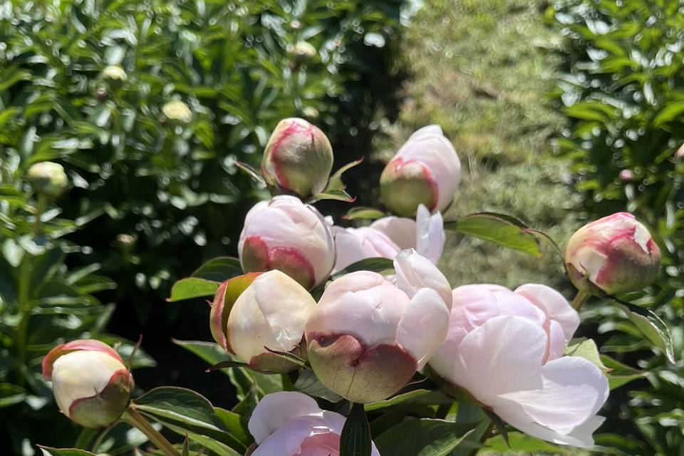 Pivoines