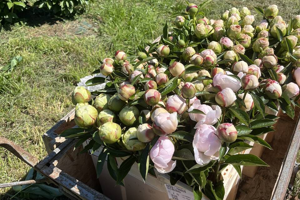 Pivoines