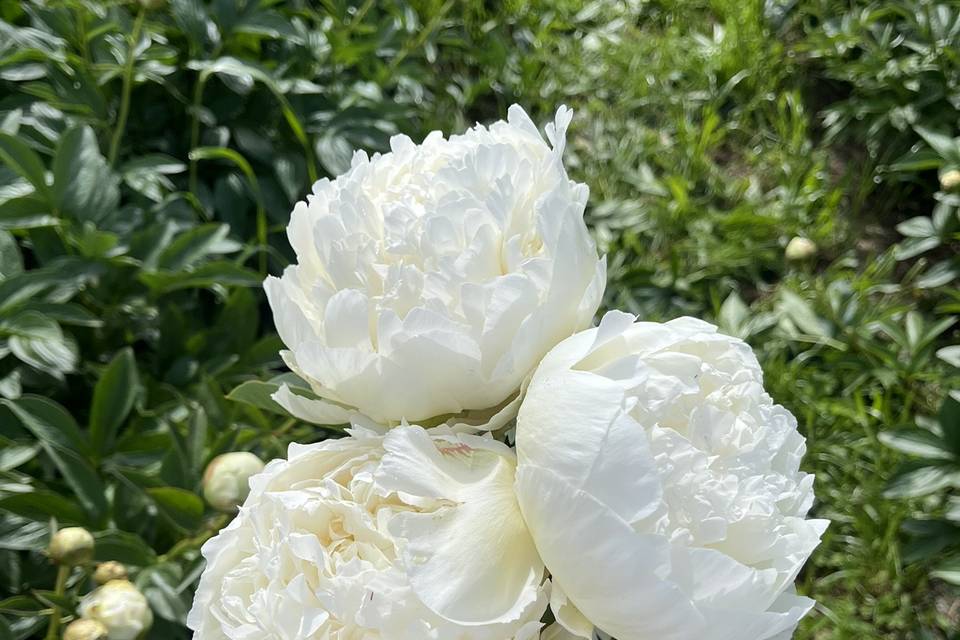 Pivoines