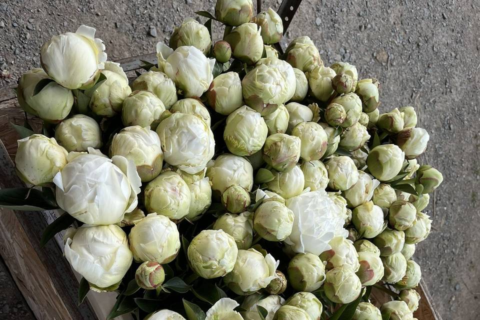 Pivoines