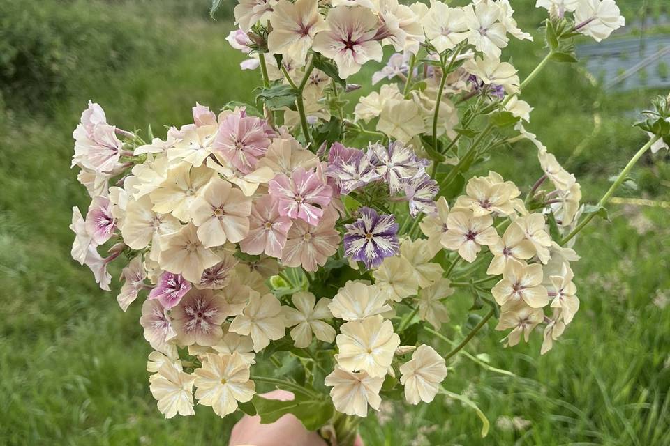 Fleurettes