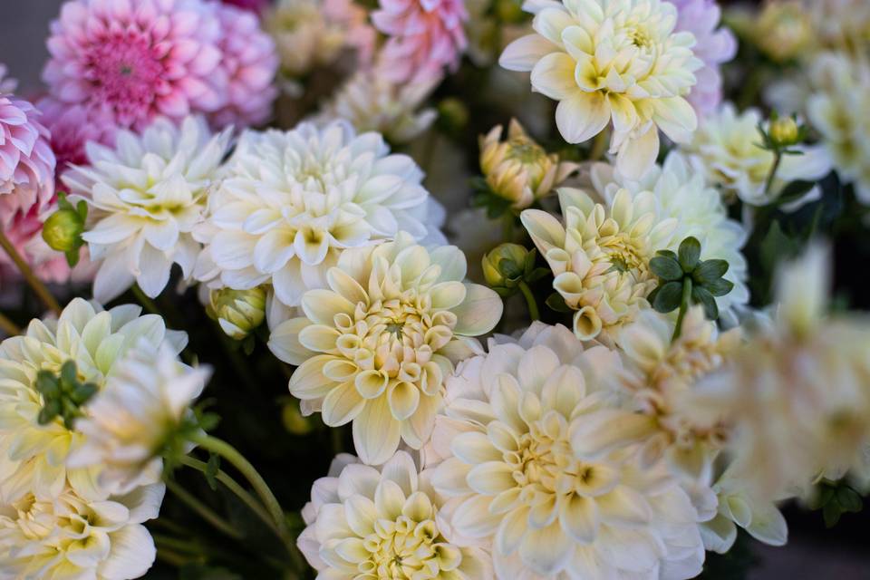 Dahlias