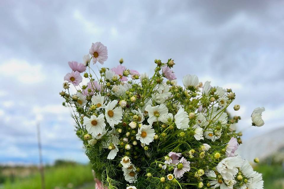Cosmos