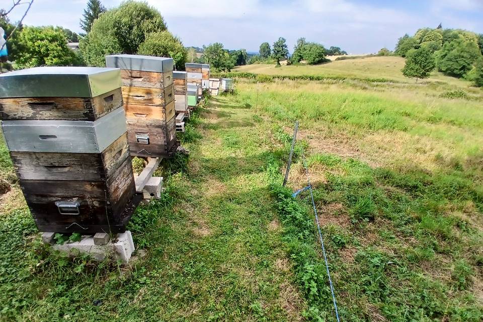 Rucher du Boucheron