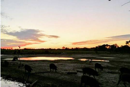 Cochon couché de soleil