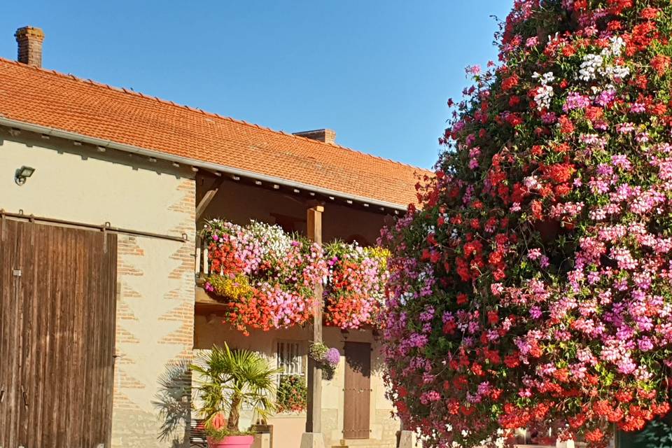 Arbre à géraniums