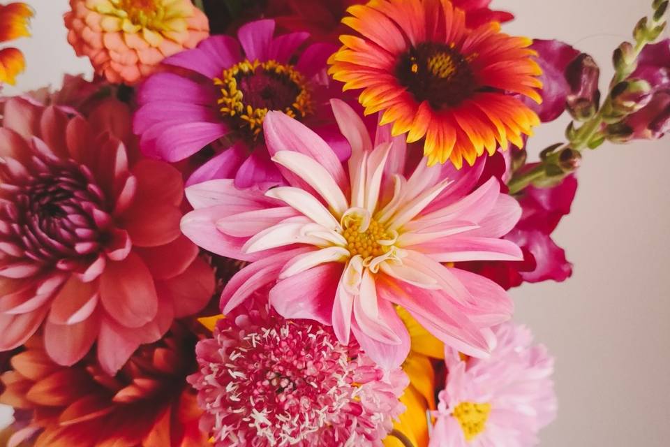 Dahlia club