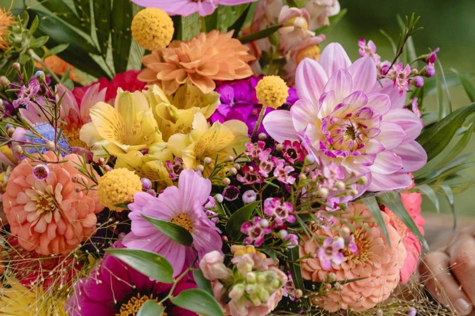Dahlia club
