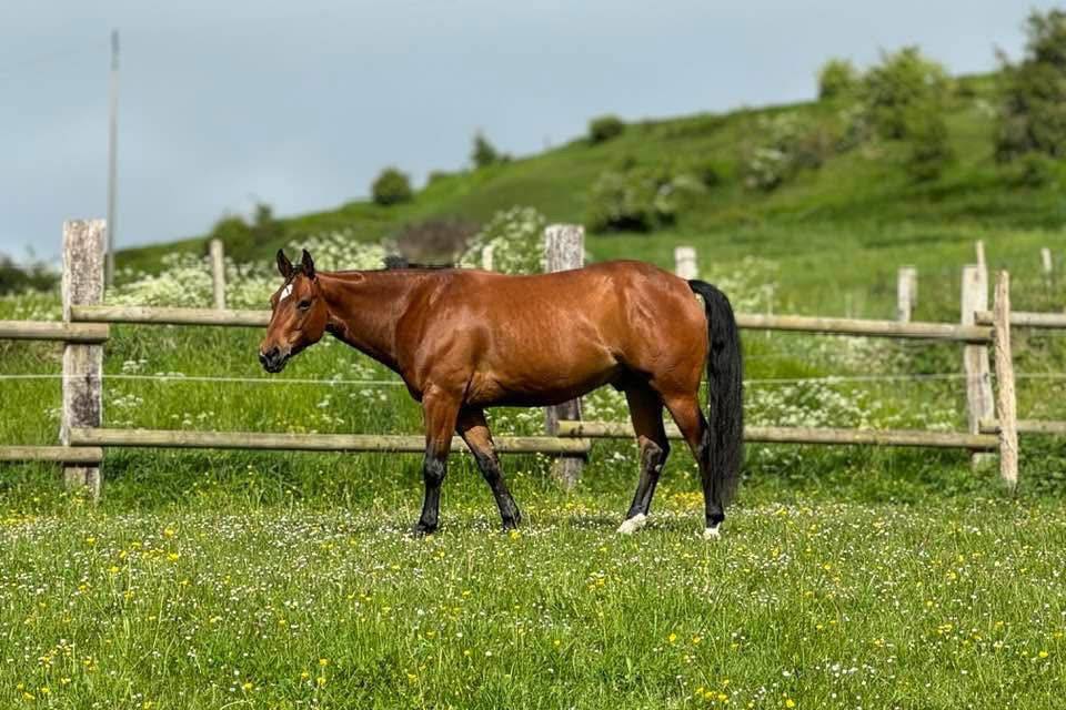 Cheval au pré