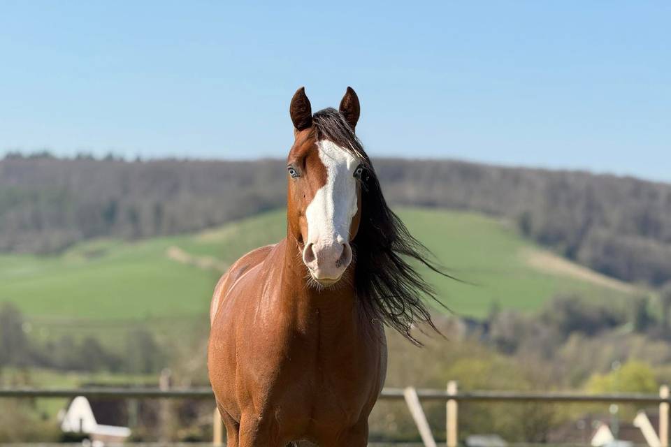 Cheval