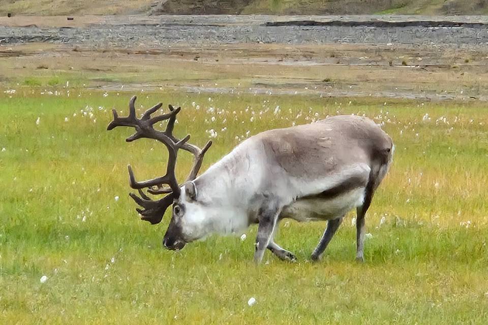 Svalbard: Renne