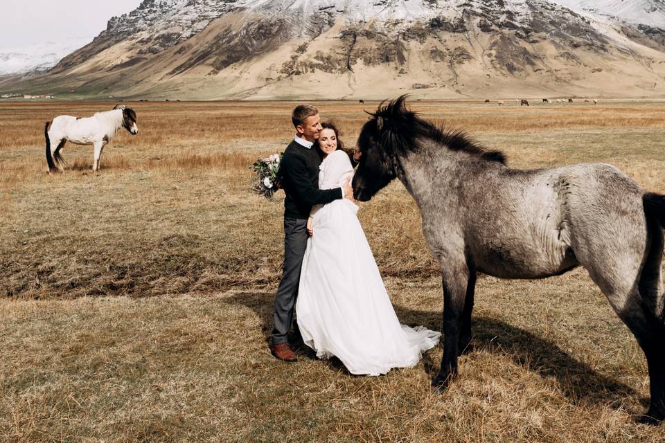 Islande: Chevaux