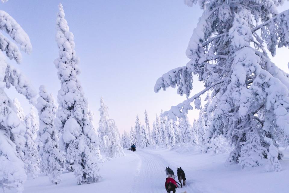 Laponie: Traîneau Chiens