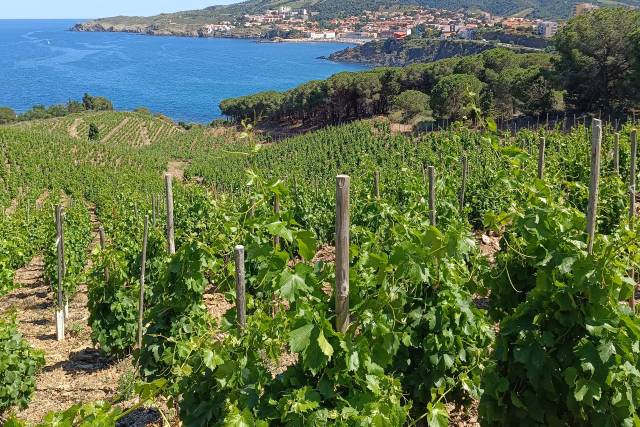 Photo Vignoble