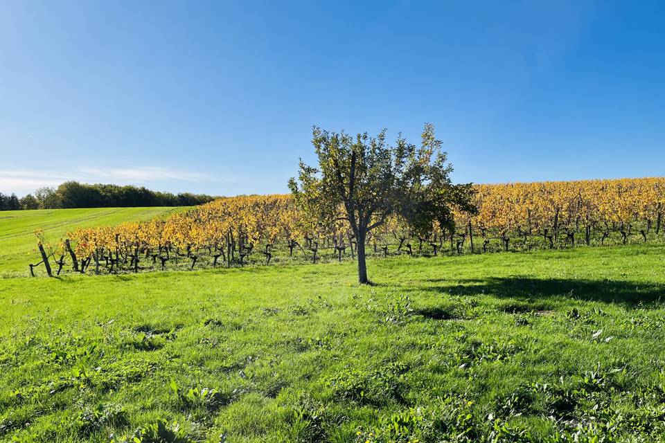 Photo vignoble partenaire