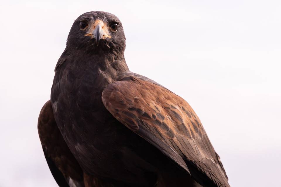 Oiseau