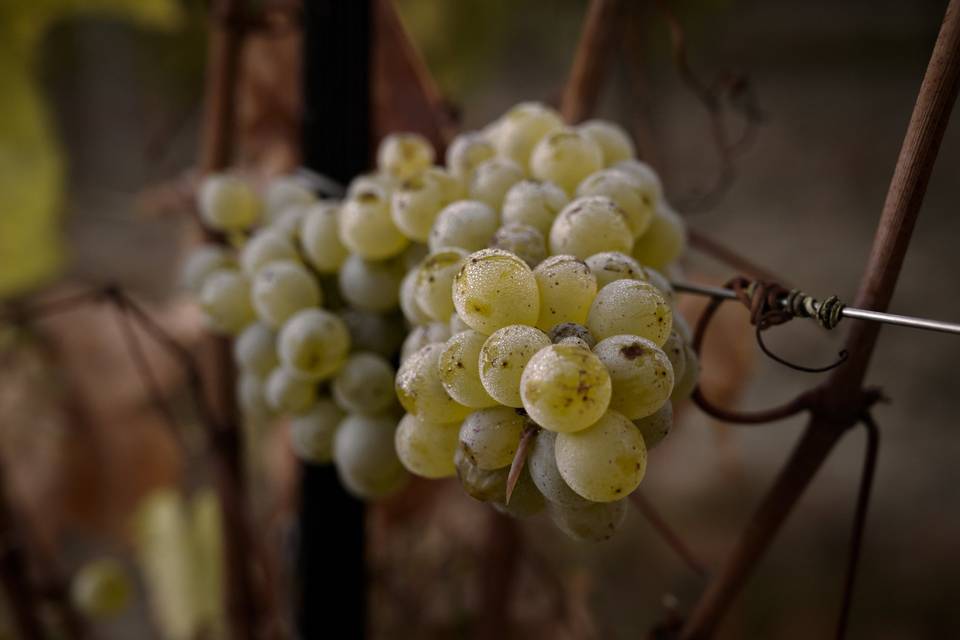 Domaine du Petit Clocher