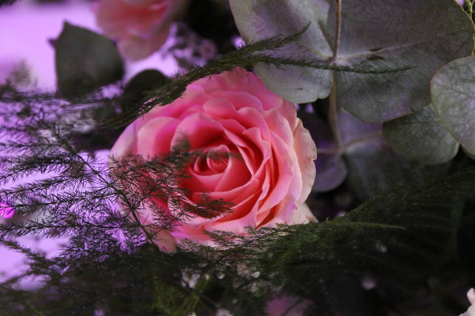 Fleurs