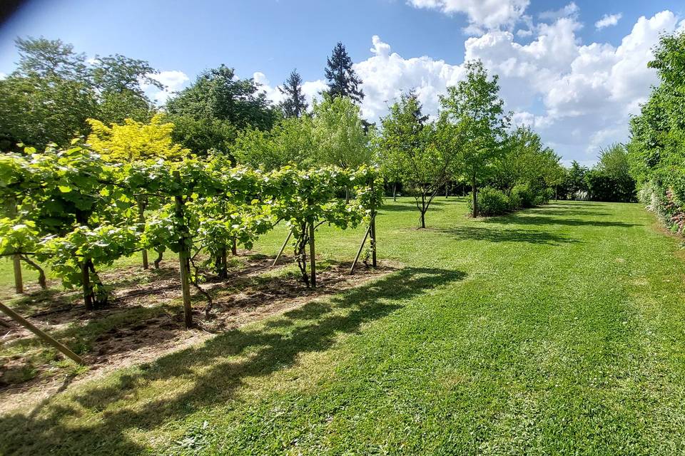 Les vignes