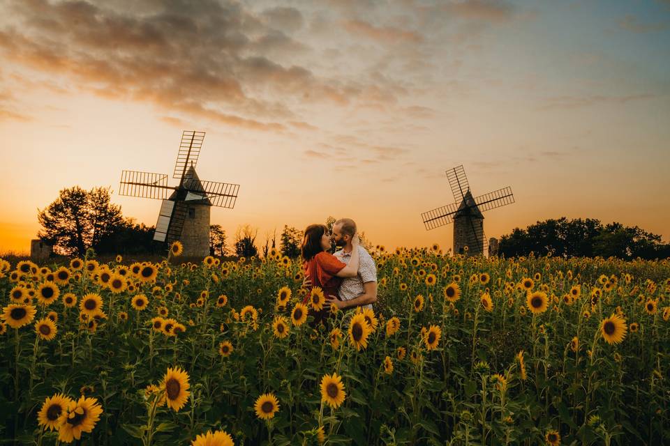 Champ de tournesols