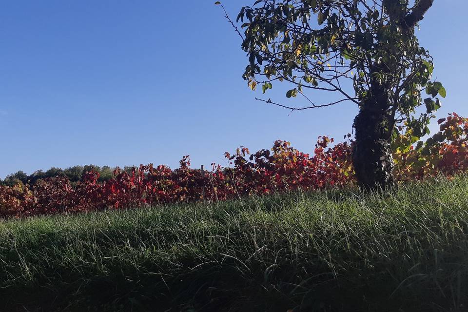 Vignes face à la cave