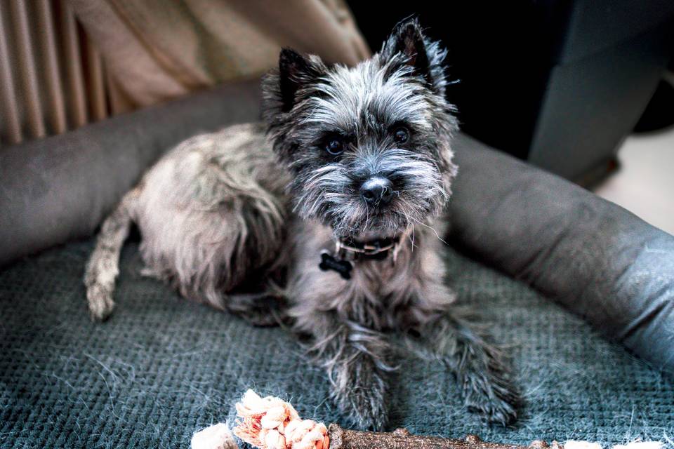 Le chien