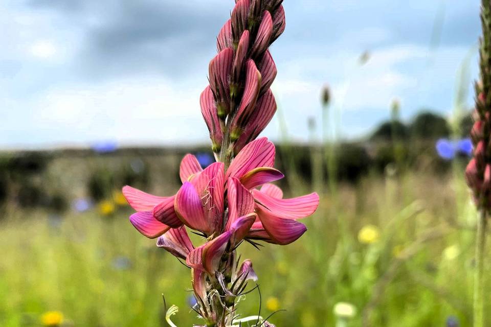 Prairie fleurie du parc