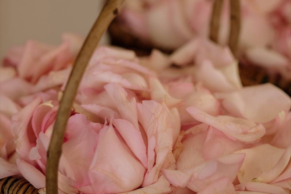Pétales de roses