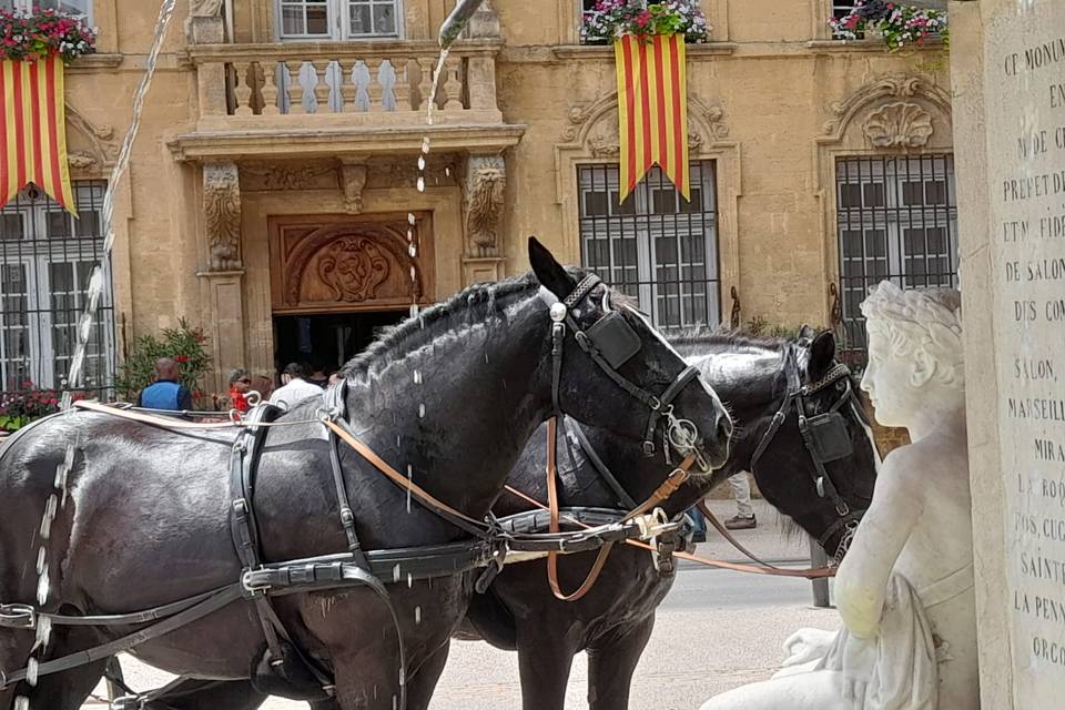 Provence-Caleche-Tradition