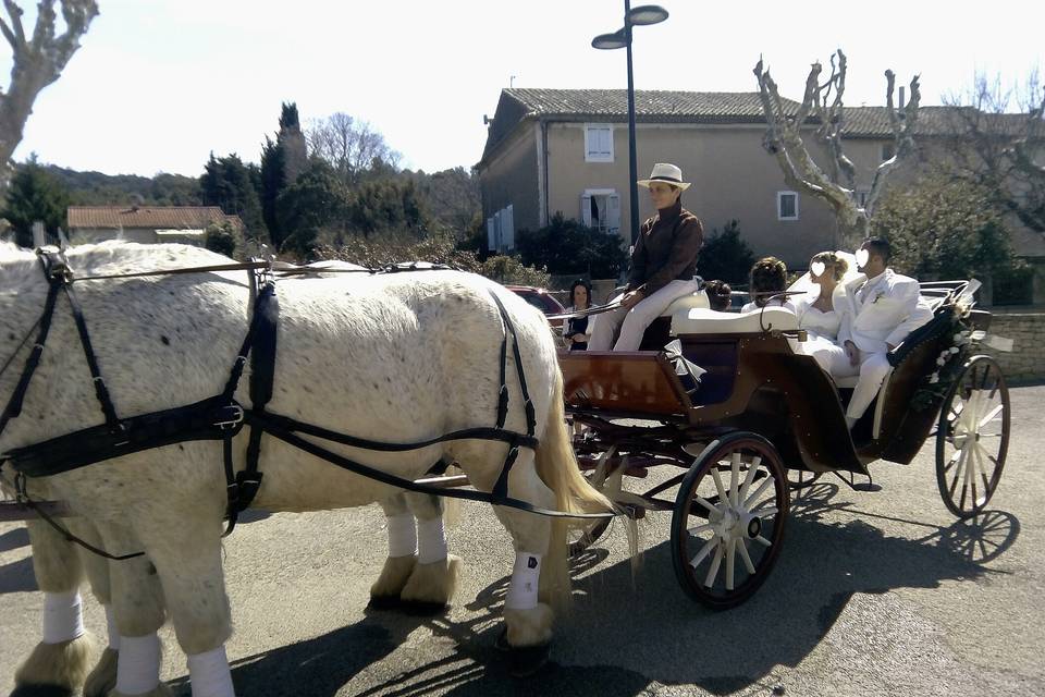 Provence-Caleche-Tradition