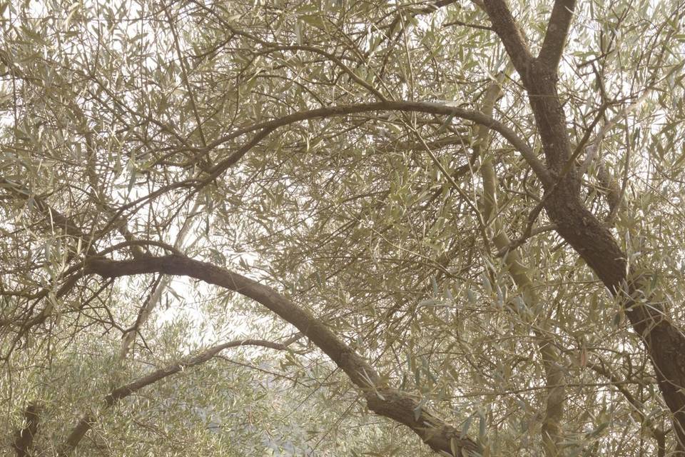 Dans les champs d'oliviers
