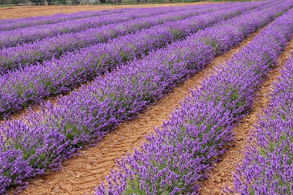 Domaine de la tuilliere