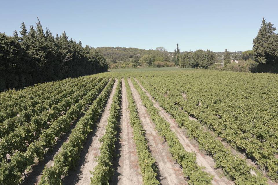 Domaine Blanche Fleur Drone