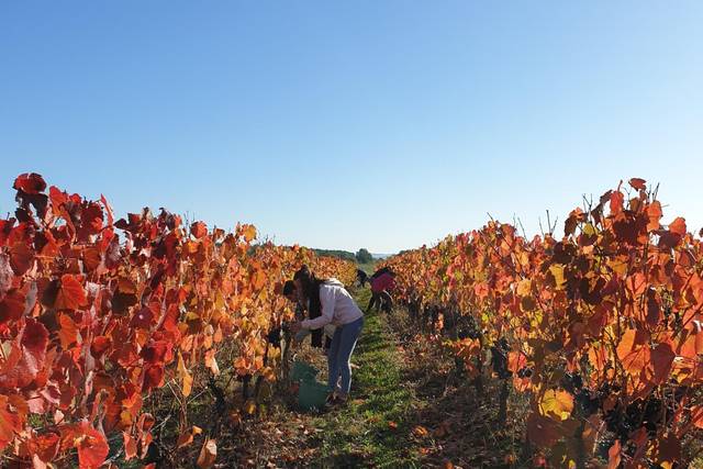 Vignes