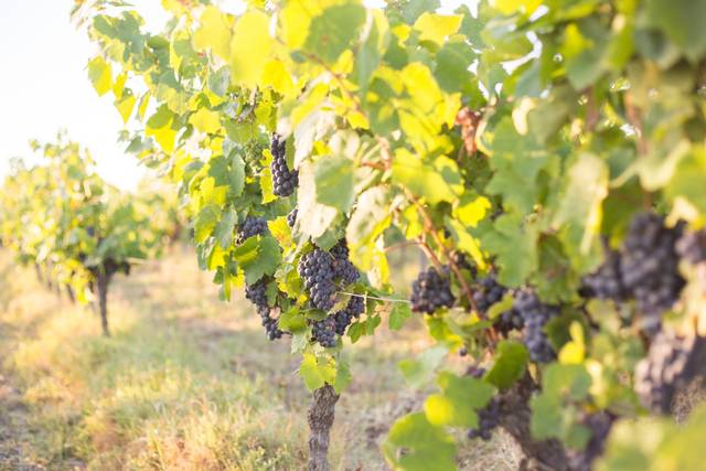 Vignes