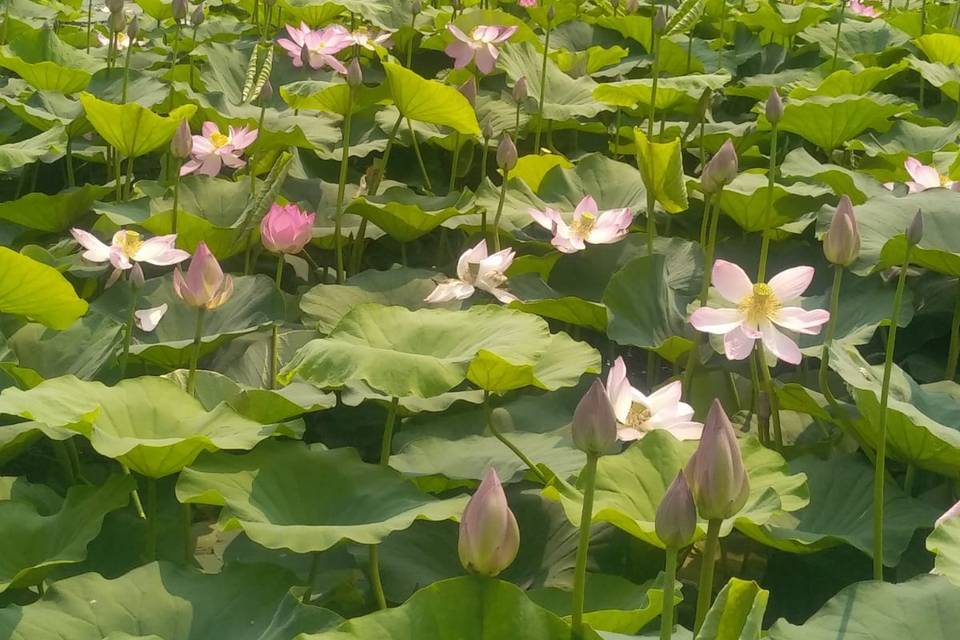 Nenuphars /bassin