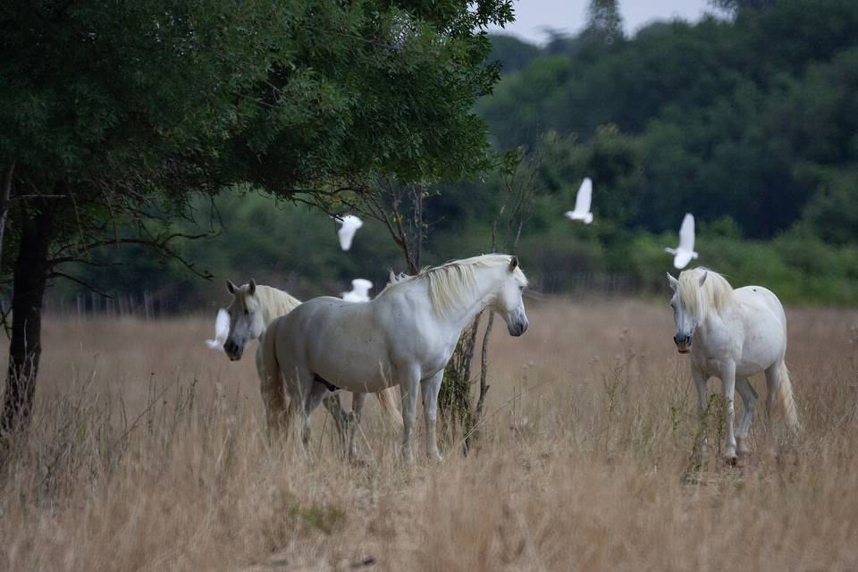 Chevaux