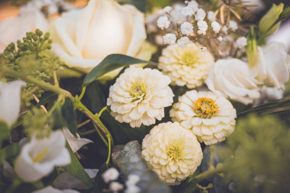 Zinnia locales