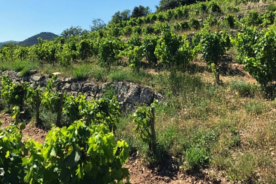 Vignerons indépendants