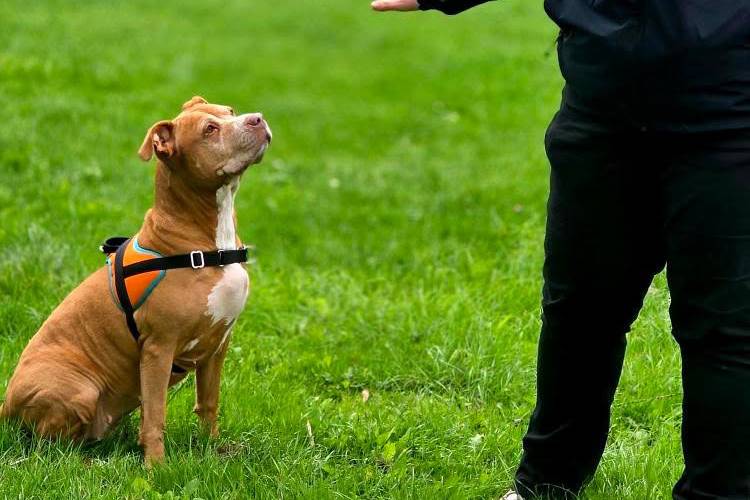 Formation en éducation canine