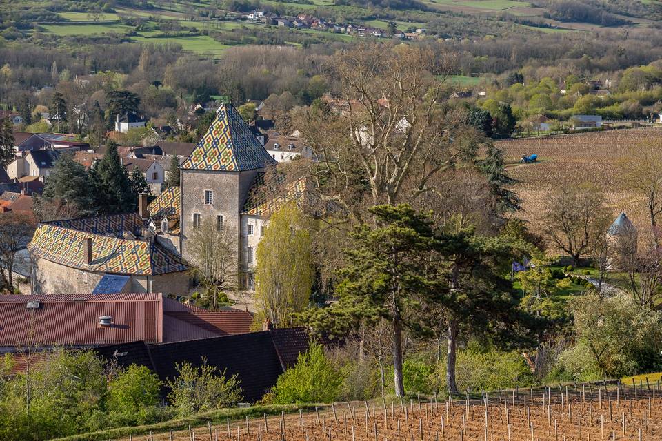 Vignoble autour du Château