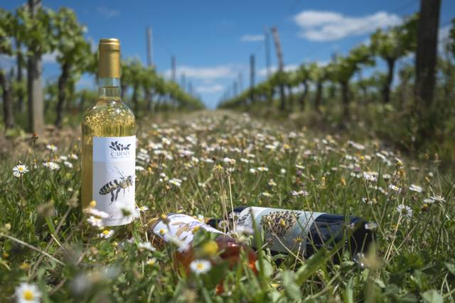Vins de Carsin