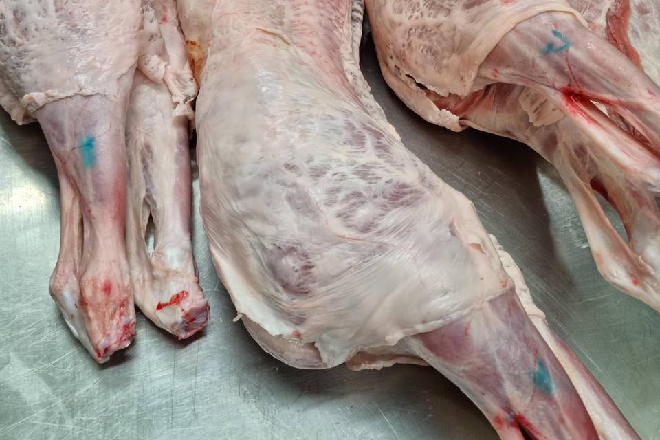 Les agneaux de limousin