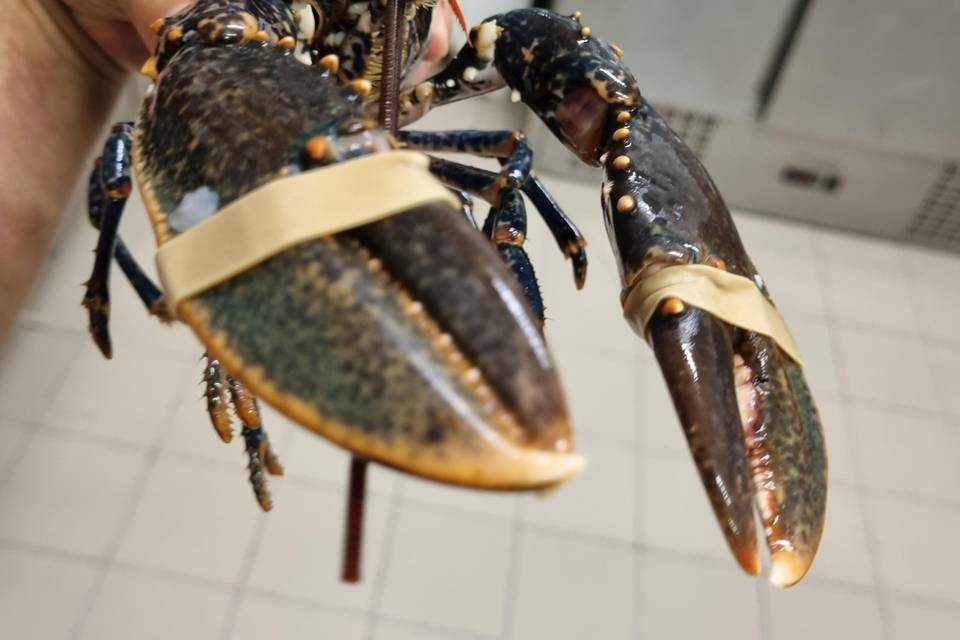L'homard blue