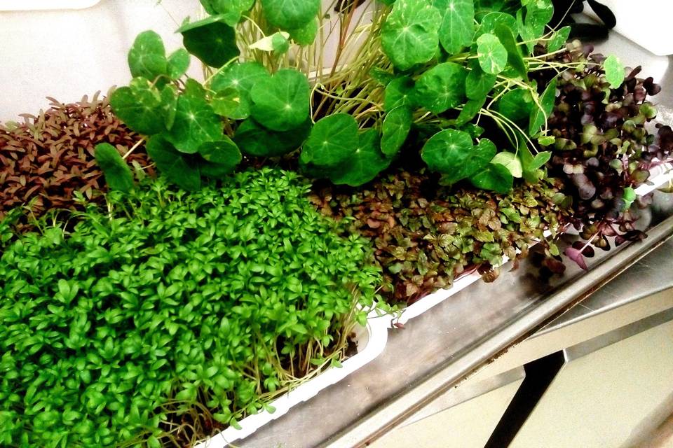 Les herbes aromatiques