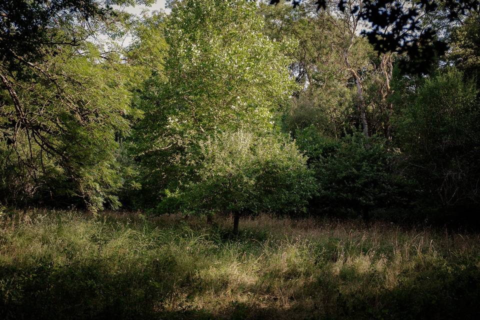 Foret & Vergé