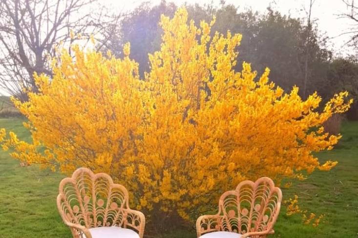 Fauteuils pomaré