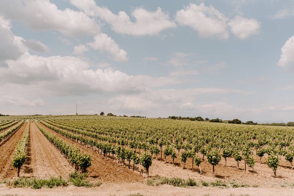 Vue directe sur la vigne